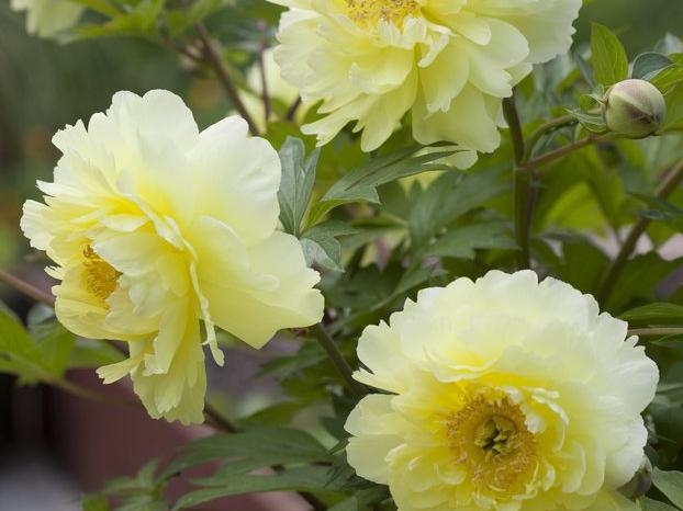 Blooming in the Test Garden: itoh peonies