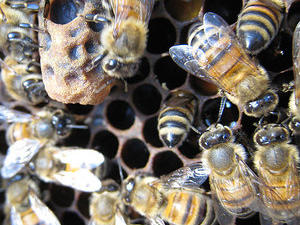 Queen cells in the hives, oh no!