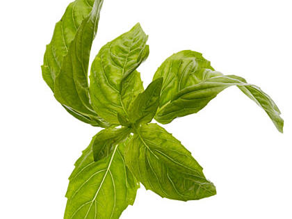 Basil Simple Syrup Recipe – Sunset Magazine