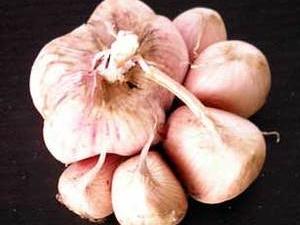 Home-grown garlic, pickled