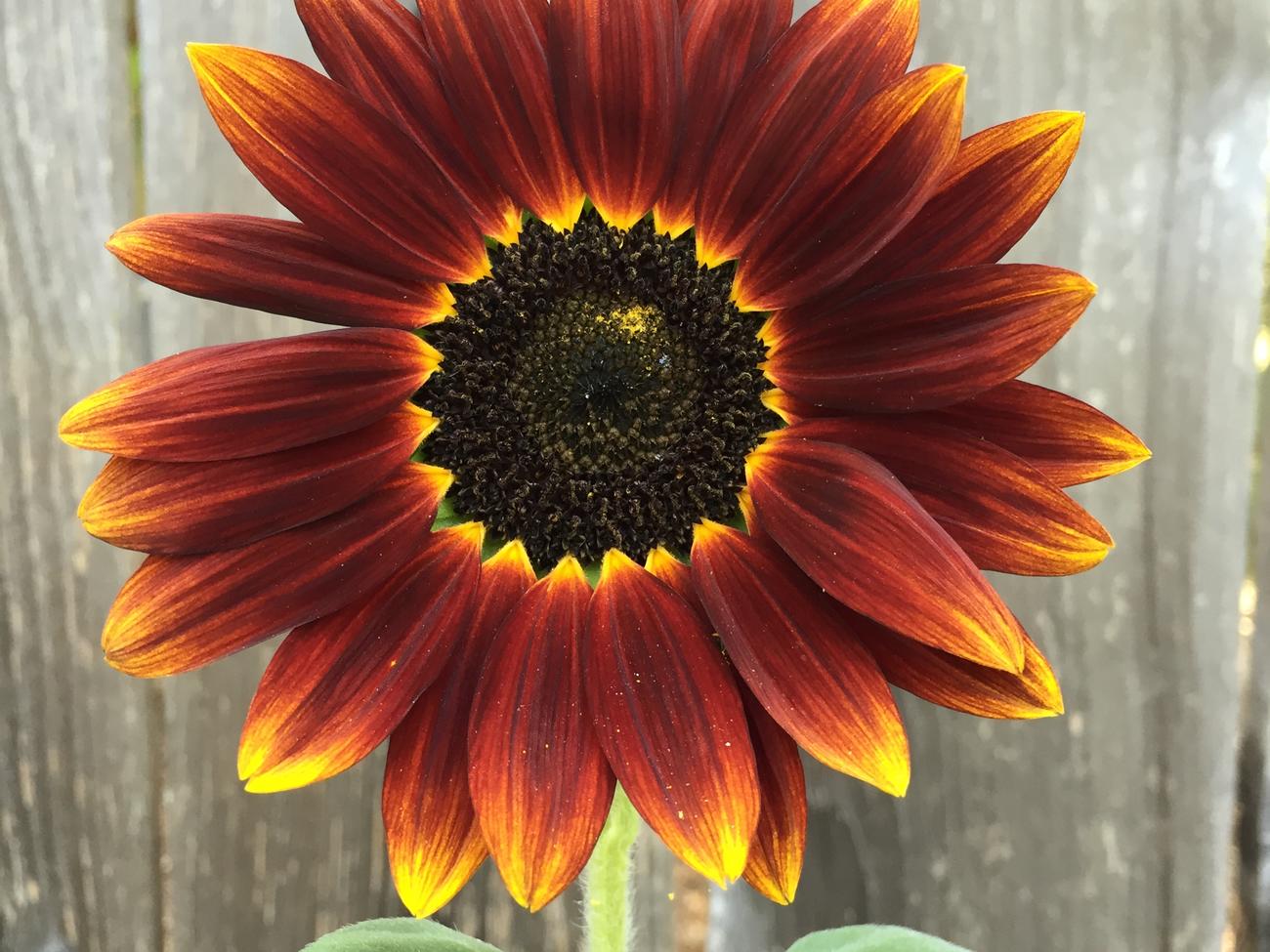 5 Stunning Sunflowers for Fall Gardens