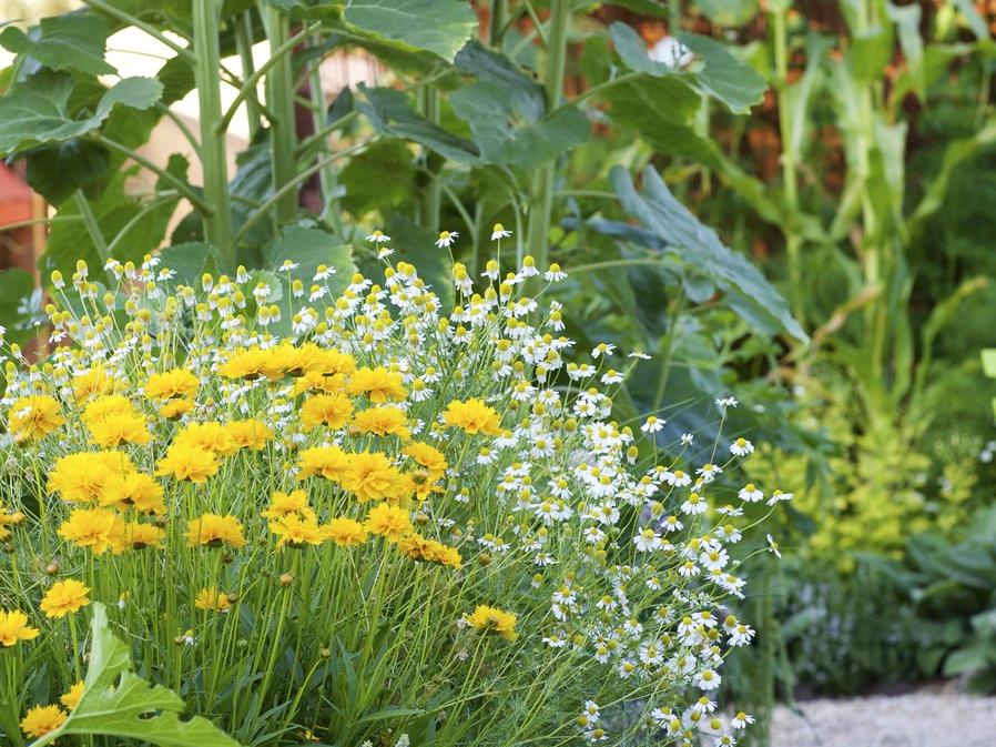 How to Attract Pollinators to Your Veggie Garden