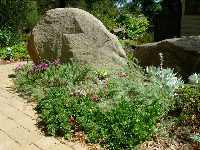 The best drought resources for Western gardens