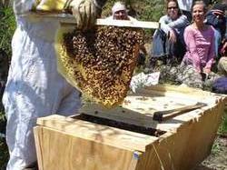 Sparky bee girl and her top bar hives