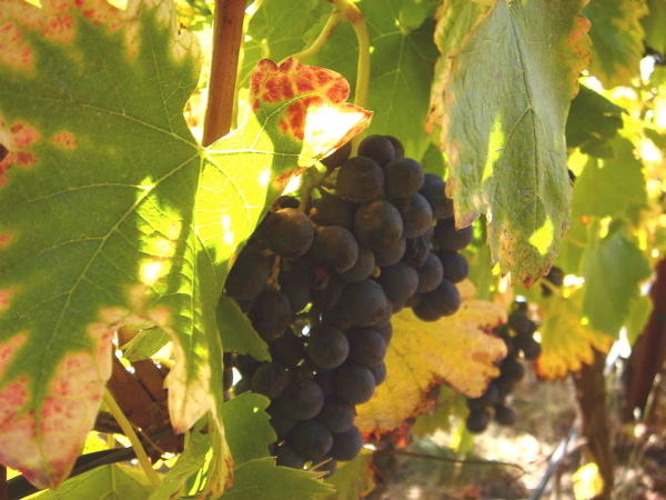 Crushing news: Wine grapes are ready for harvest in Northern California