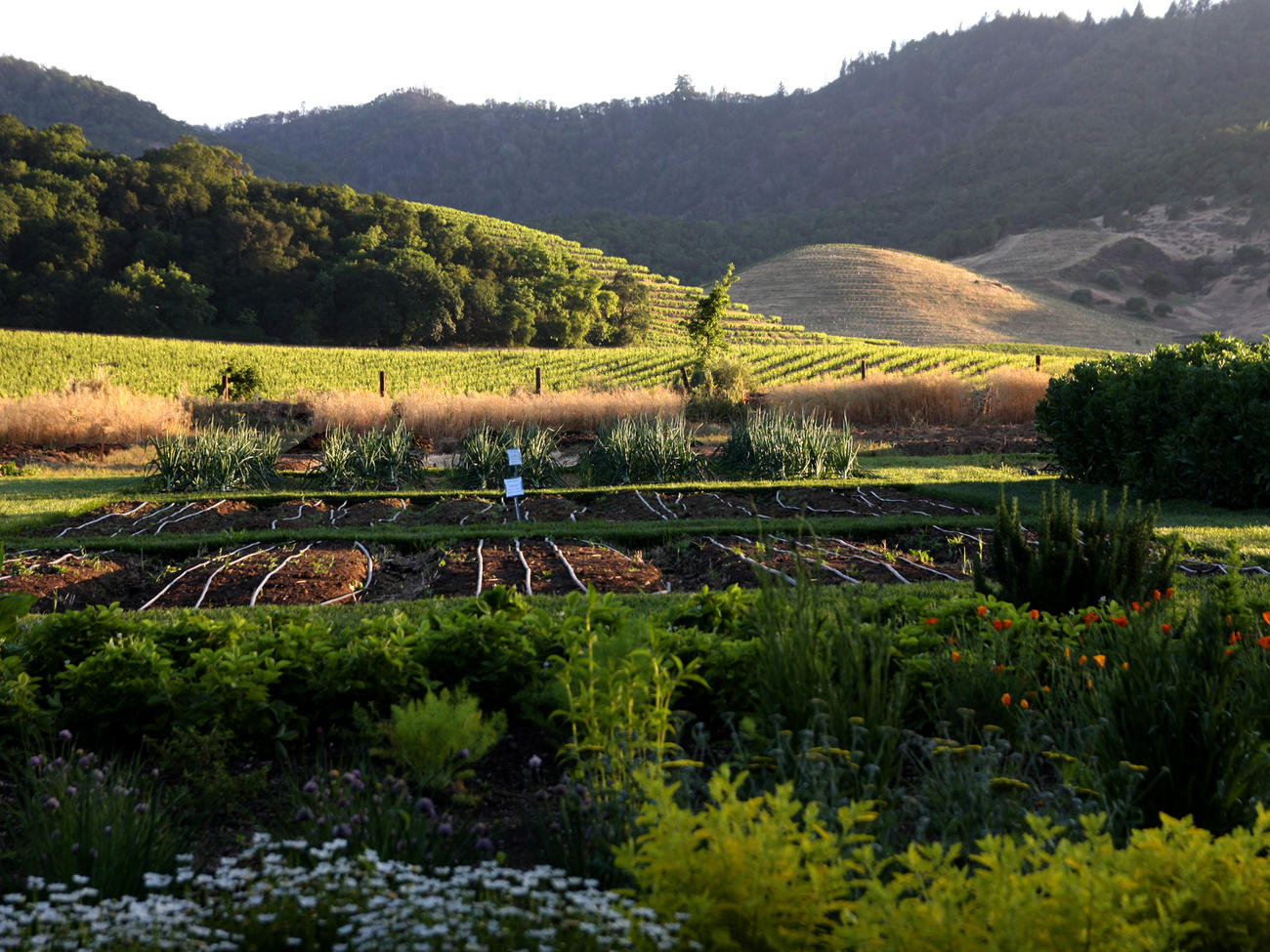 Where To Go This Weekend: Napa Valley, CA