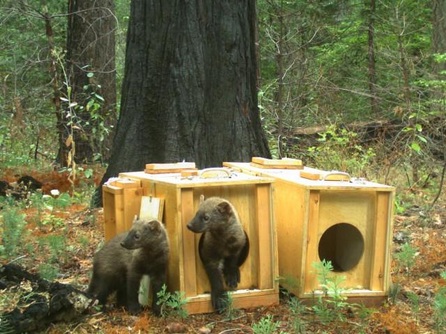 Orphaned fisher kits move into new home, Yosemite National Park