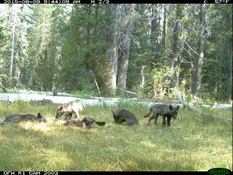 Welcome back! Wolves born wild in California