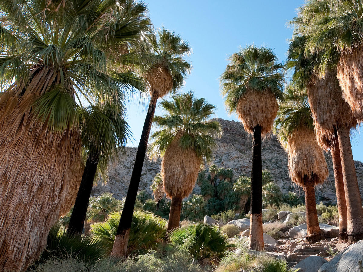 Hotels Near Joshua Tree Hotels Near Joshua Tree
