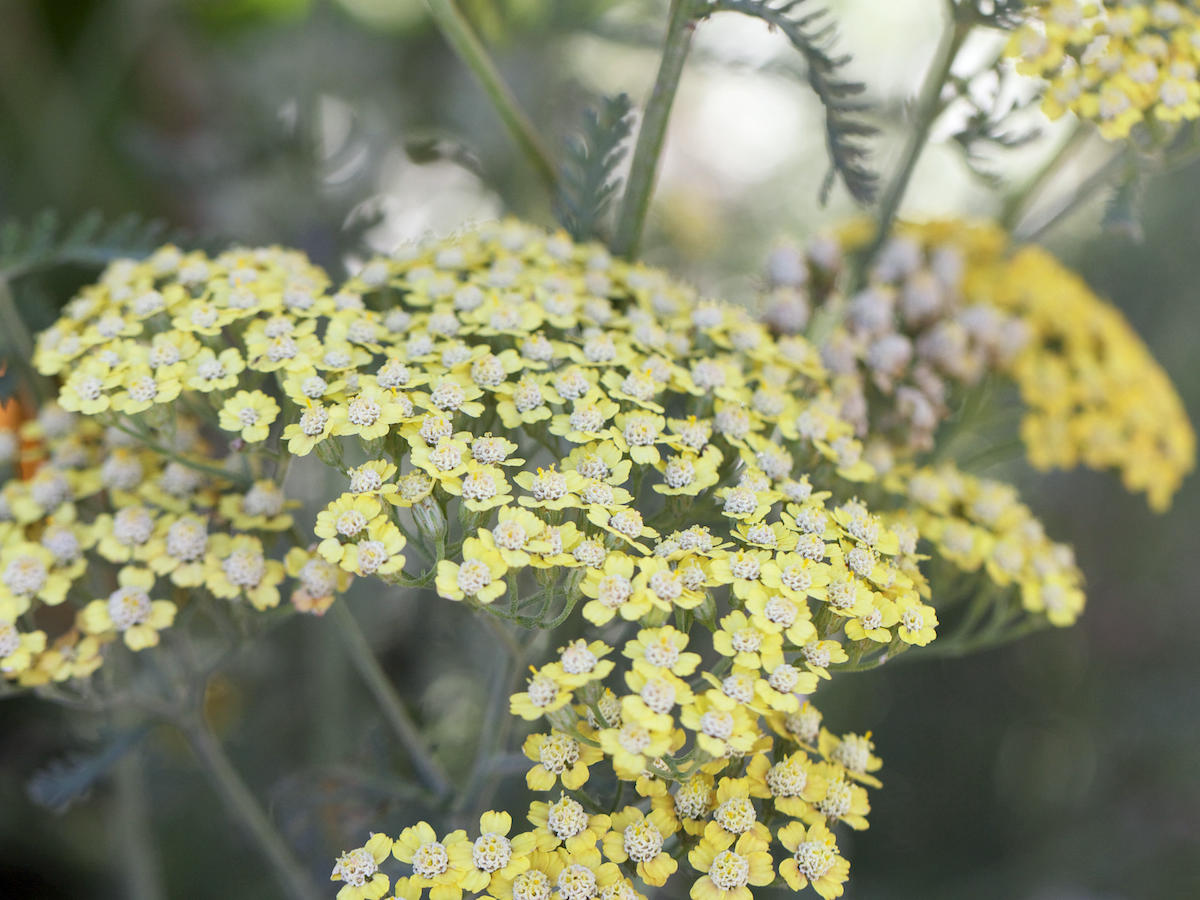 fall flowers