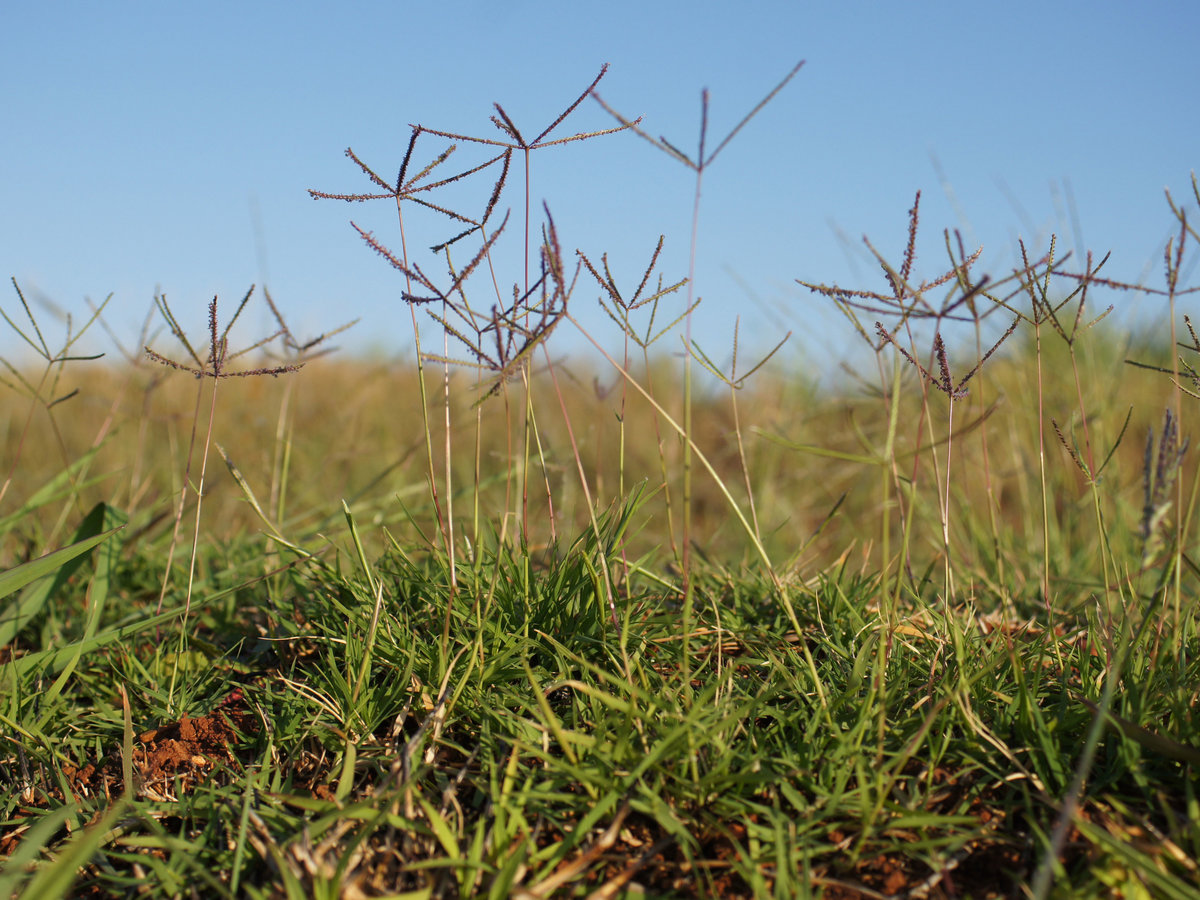 How To Lose Your Bermuda Grass Sunset Magazine