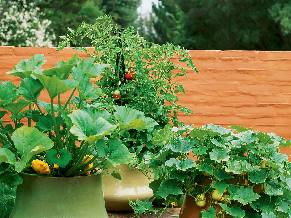 How to Grow Ve ables in Pots Sunset Magazine All you need is a big container potting soil and a spot that s six hours of sun Here s how to started