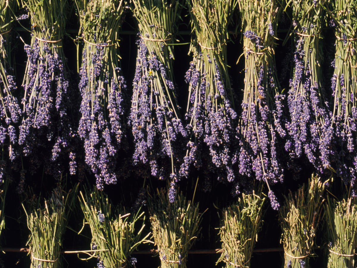 Spring care for a lavender plant