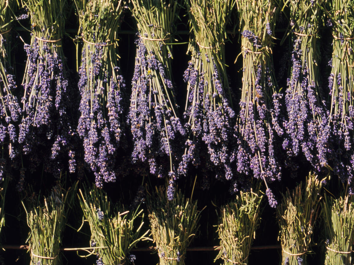 Lavender Growing Guide, Tui