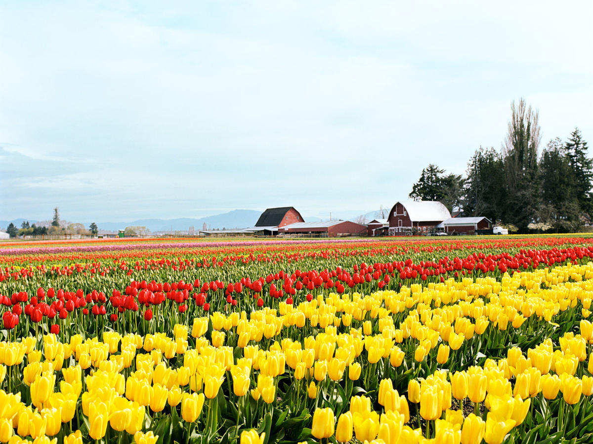 Take in Tulip Season in Skagit Valley, WA - Sunset Magazine - Sunset ...