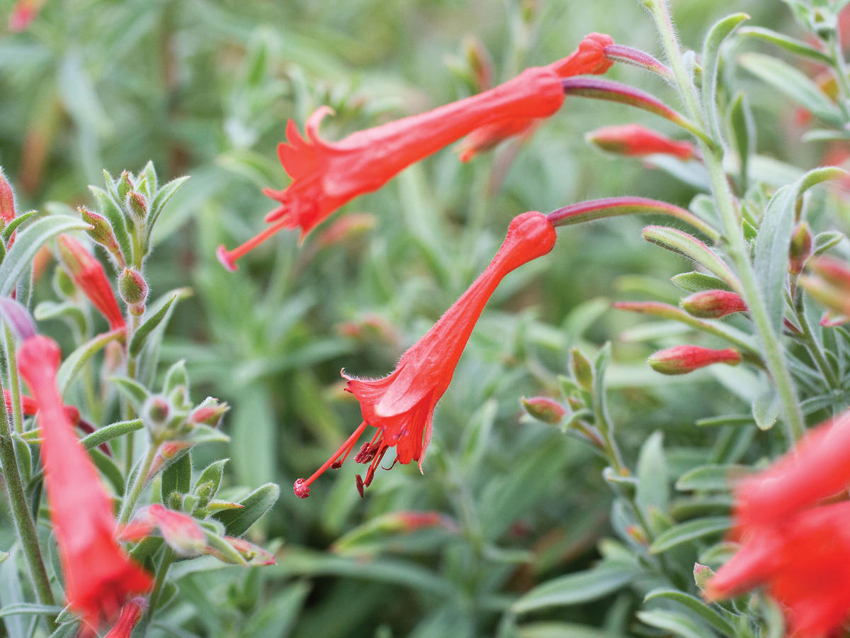 rain gardens