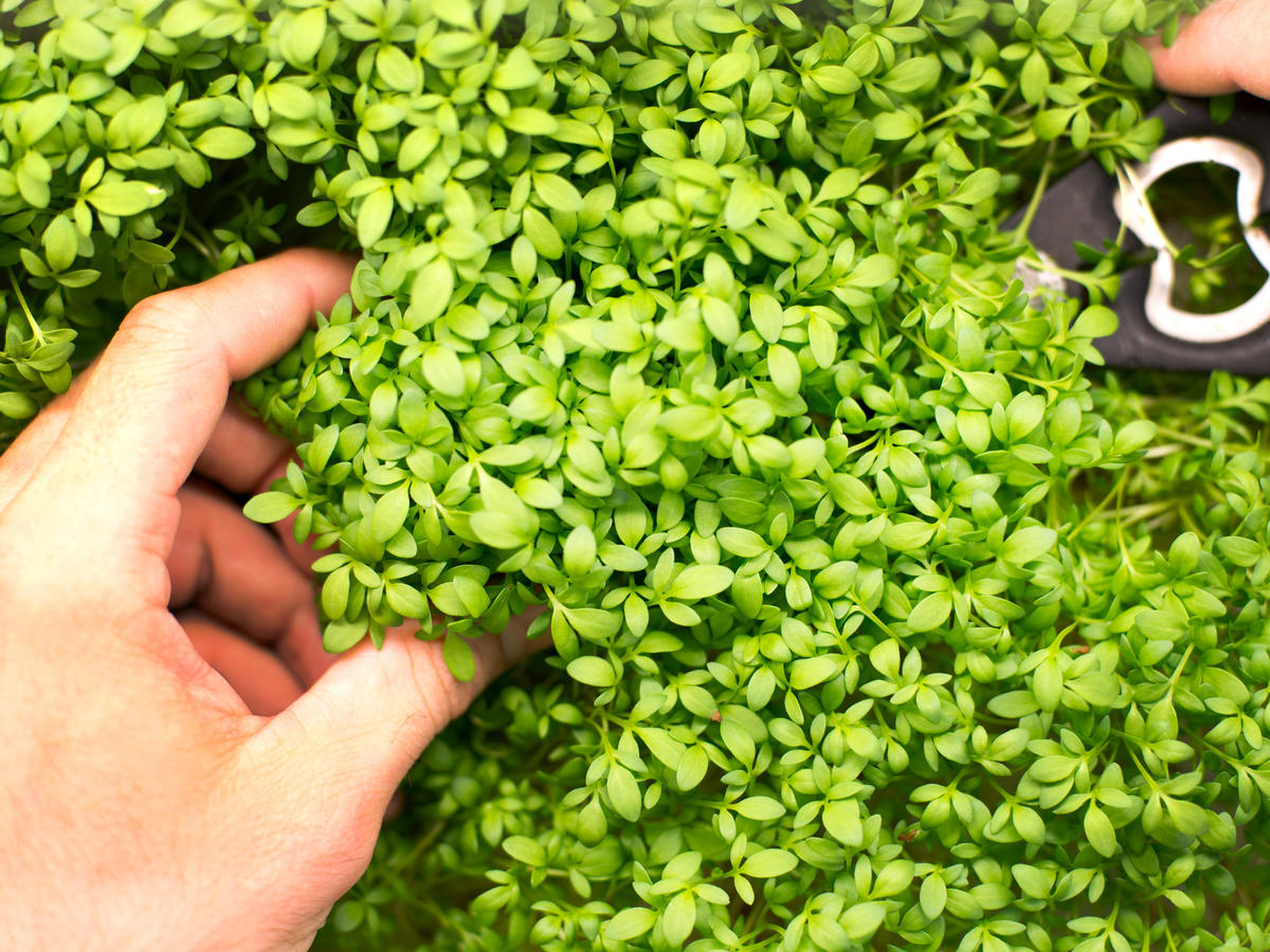 EasyGrow Micro Greens Sunset Magazine