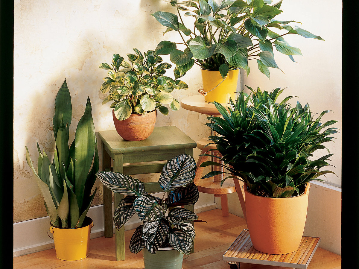 These Plants Can Be Poisonous to Dogs Sunset Magazine