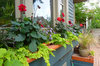 Adorable Windowsill Gardens - Sunset Magazine