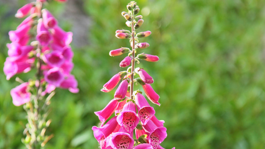 foxglove-digitalis