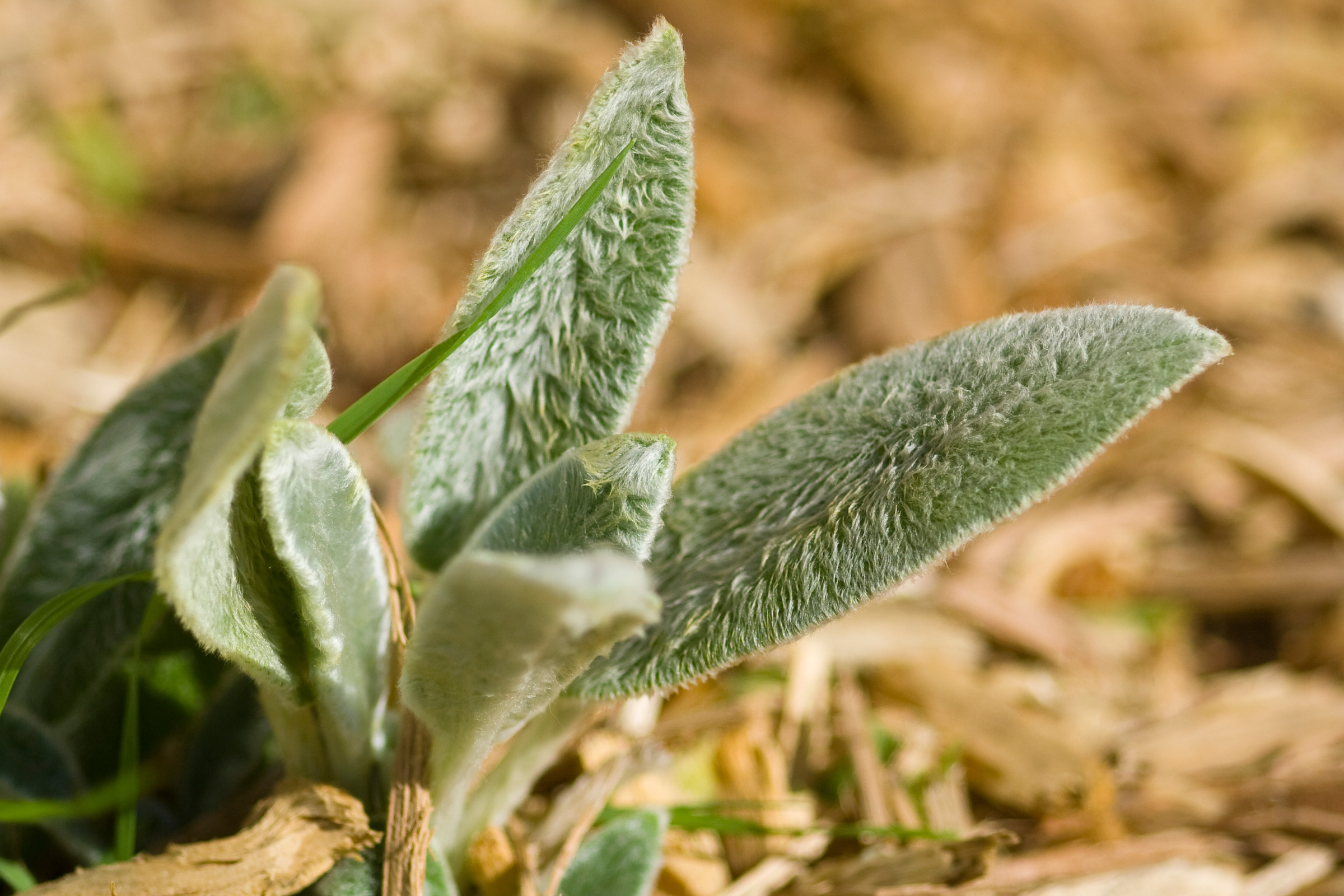 lambs-ears-stachys-byzantina