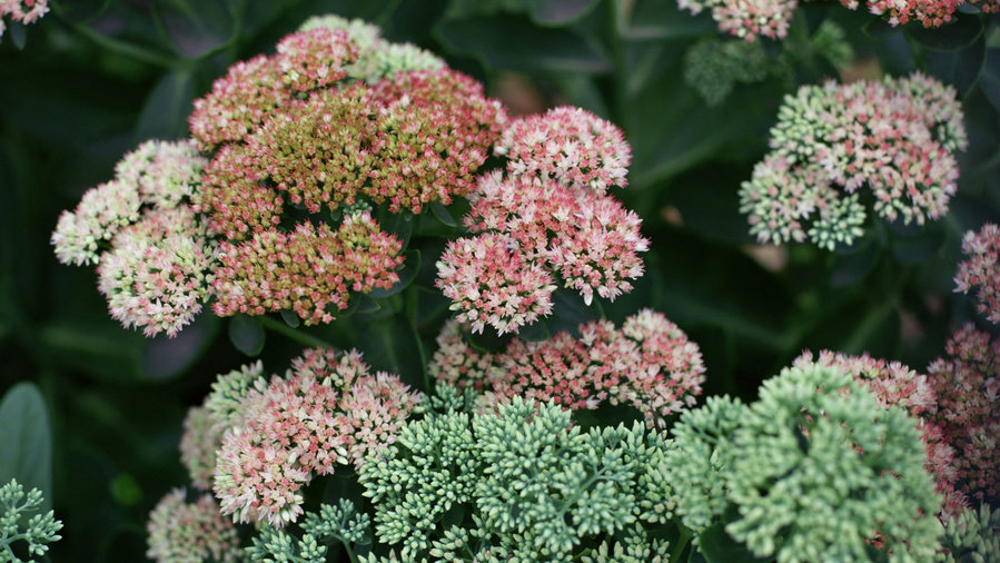 stonecrop-sedum