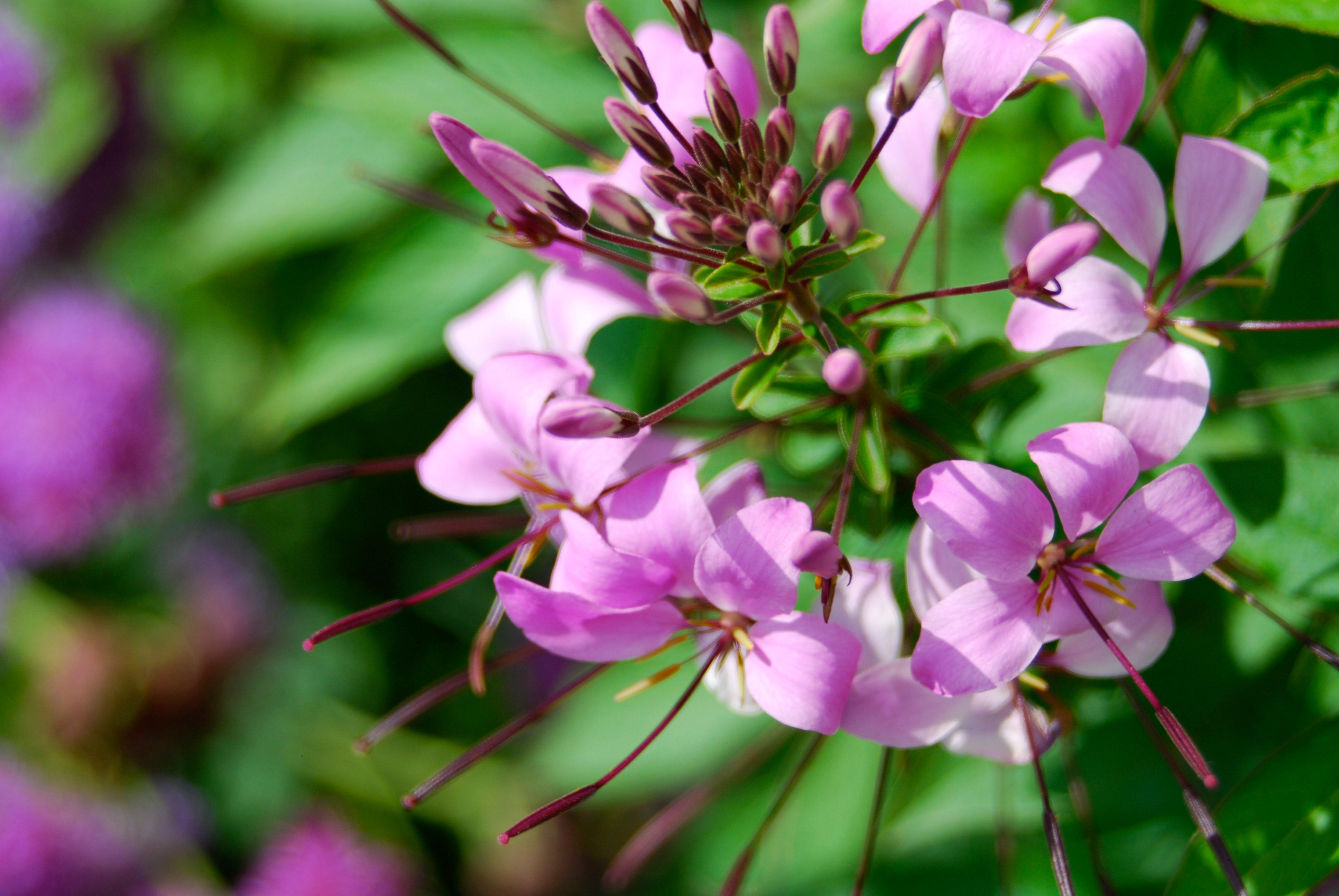 spider-flower-cleome