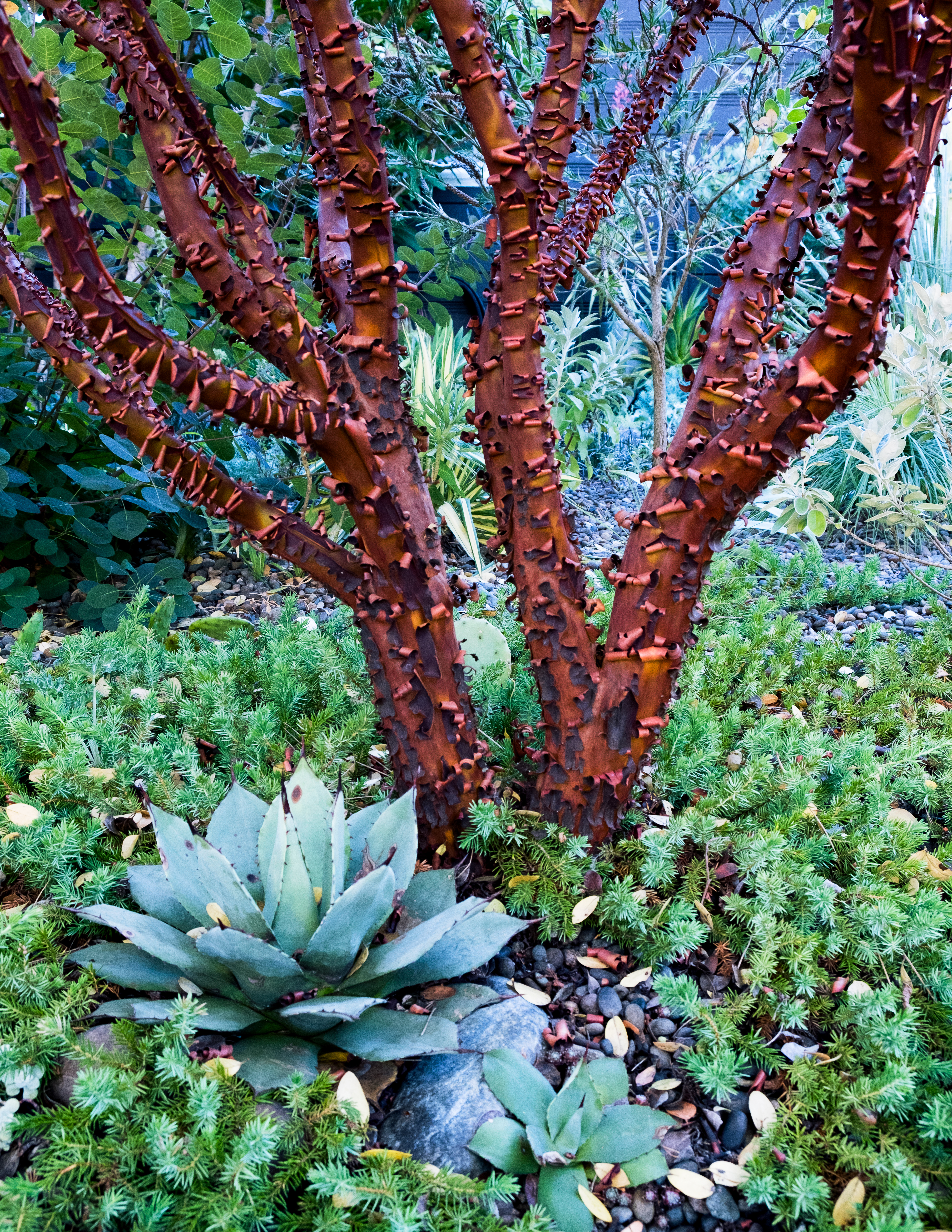 Plant These Trees With Eye-Catching Bark This Winter