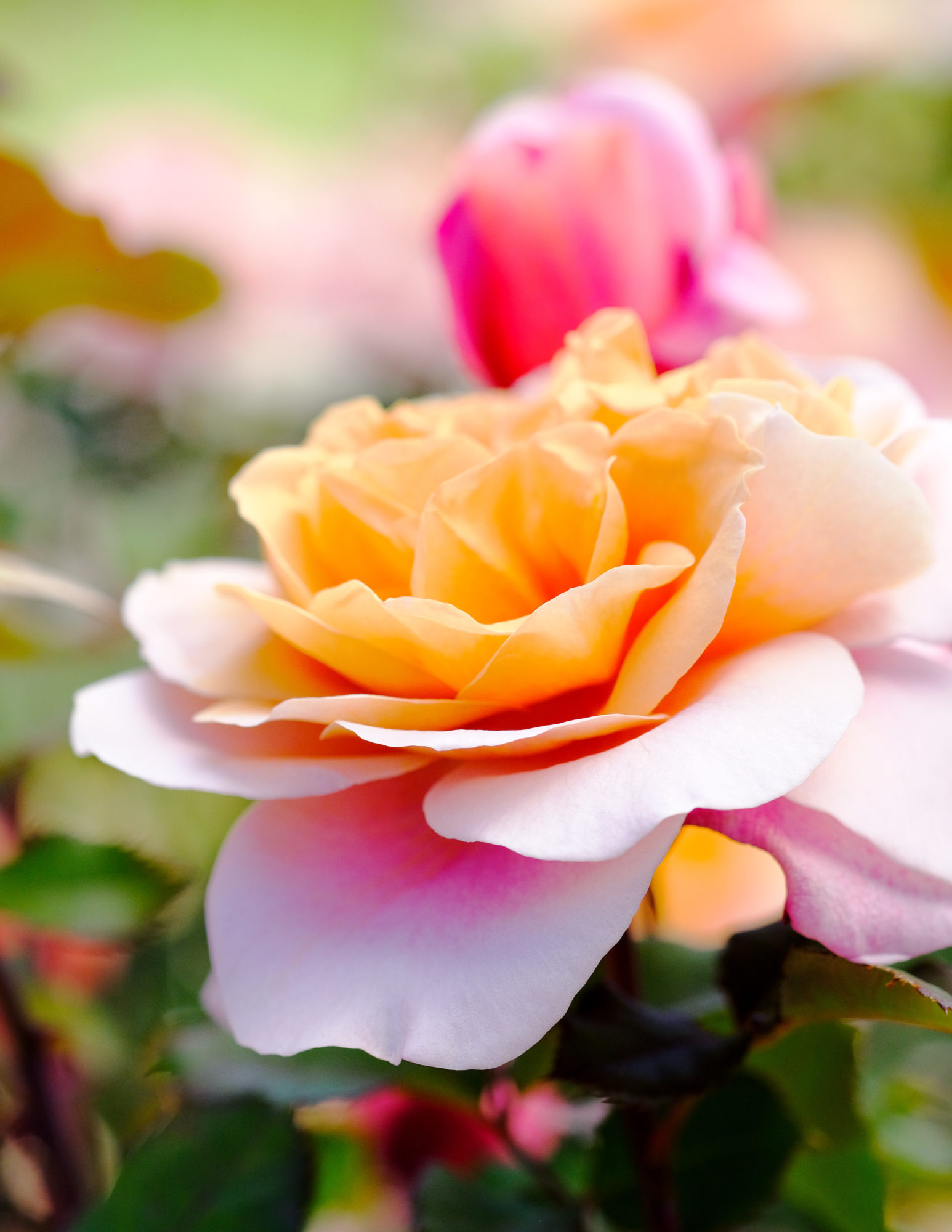 Best Varieties for Your Rose Garden Sunset Magazine