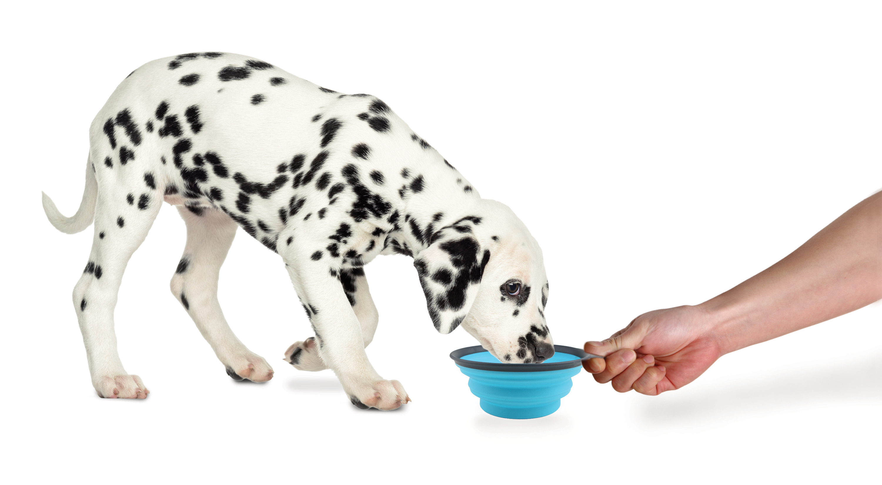 dexas-collapsible-food-bowls