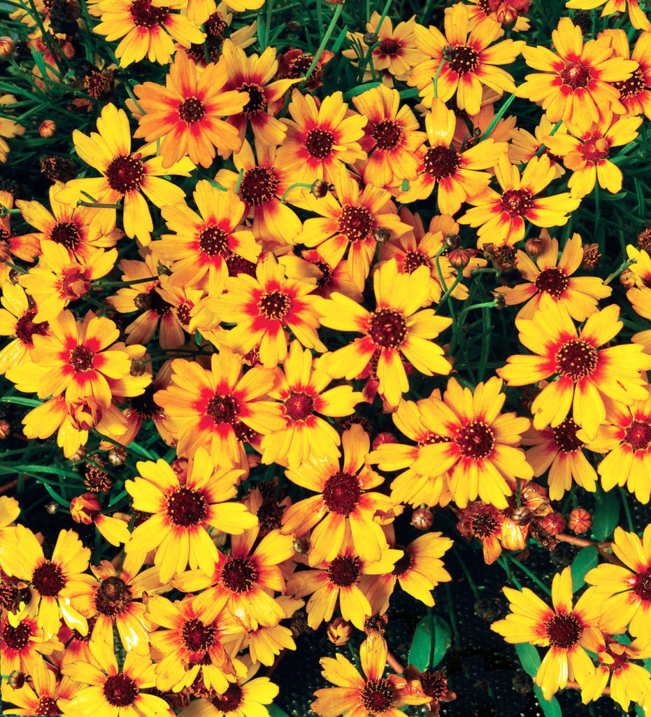 Coreopsis