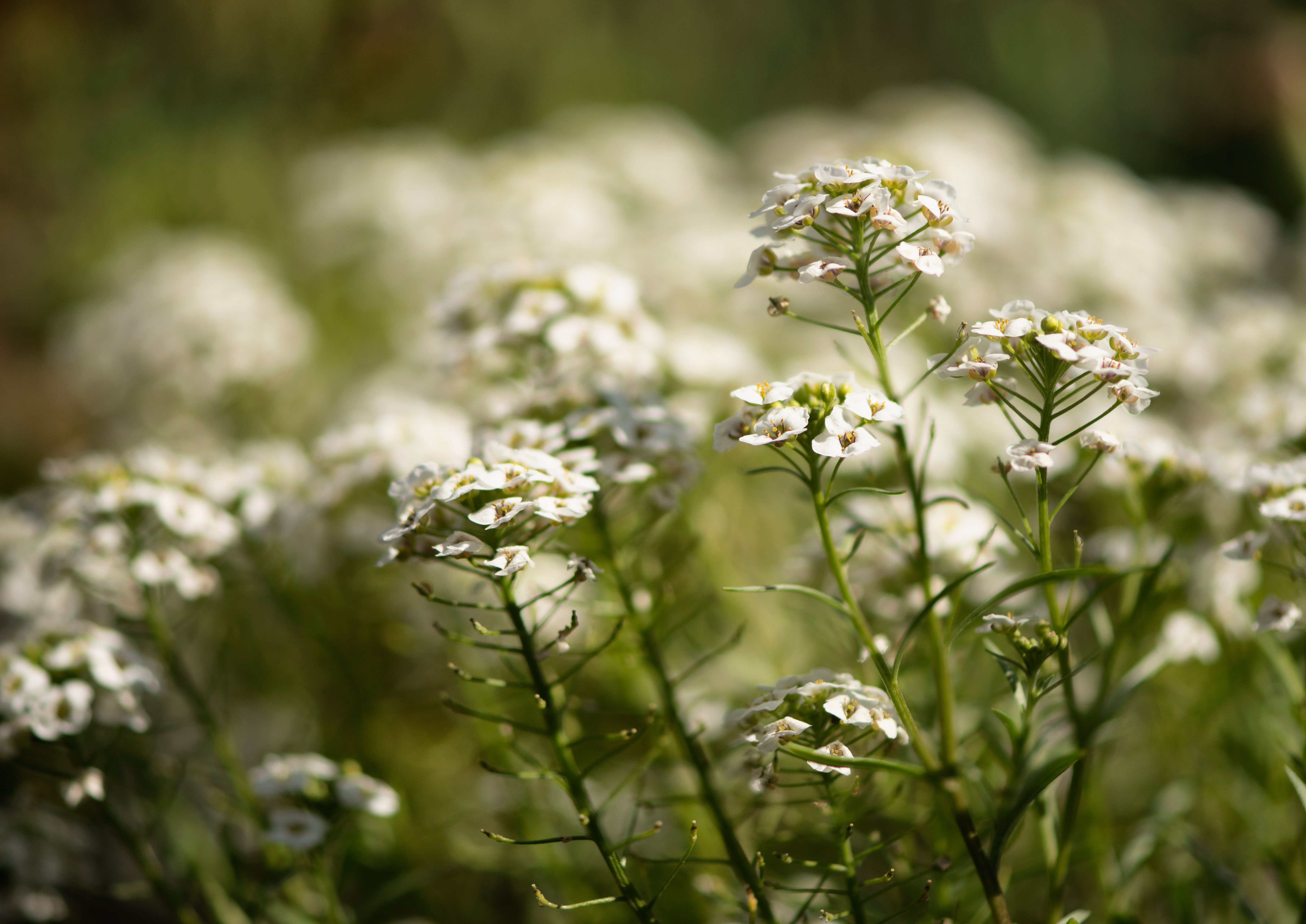 White Winter Flowers