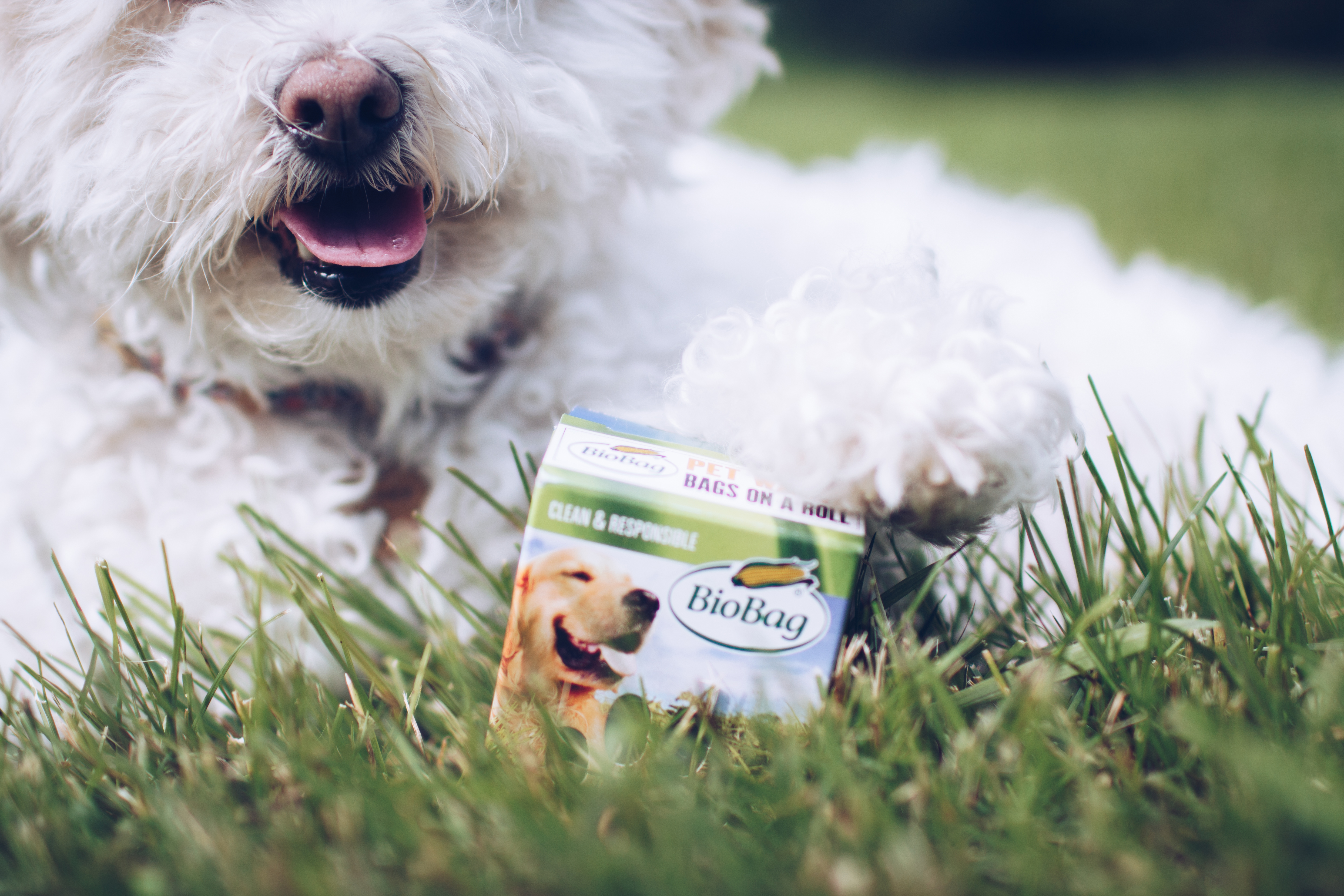 biobag-biodegradable-pet-waste-bags