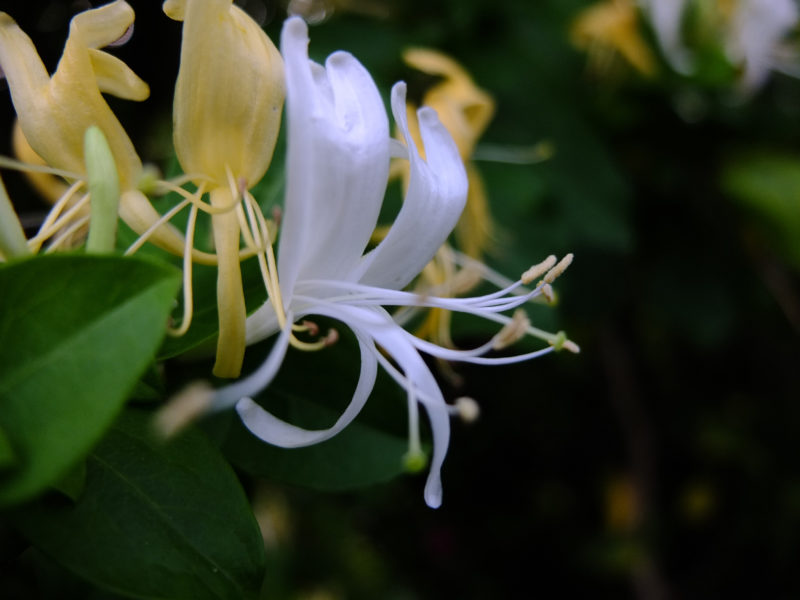 Night-Blooming Flowers to Make Your Garden Look Amazing - Sunset Magazine