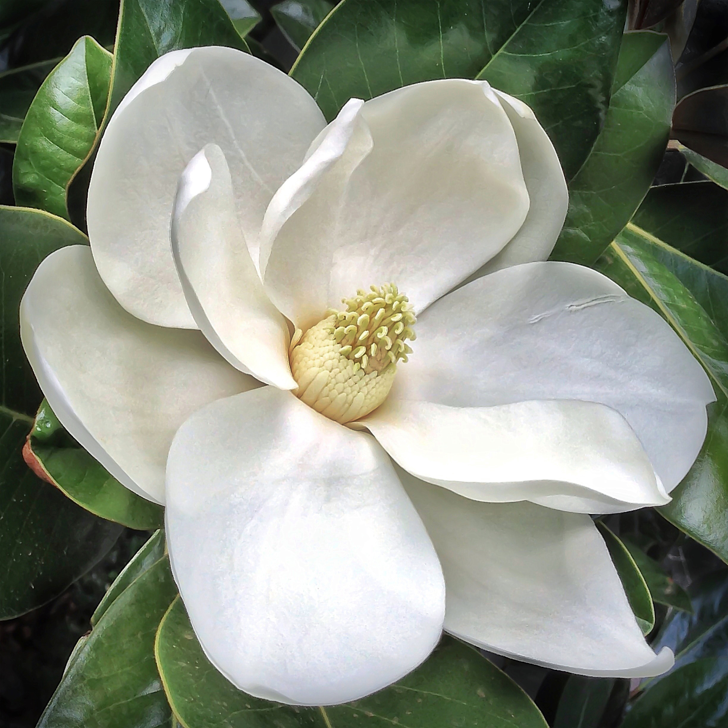 White Magnolia Flower