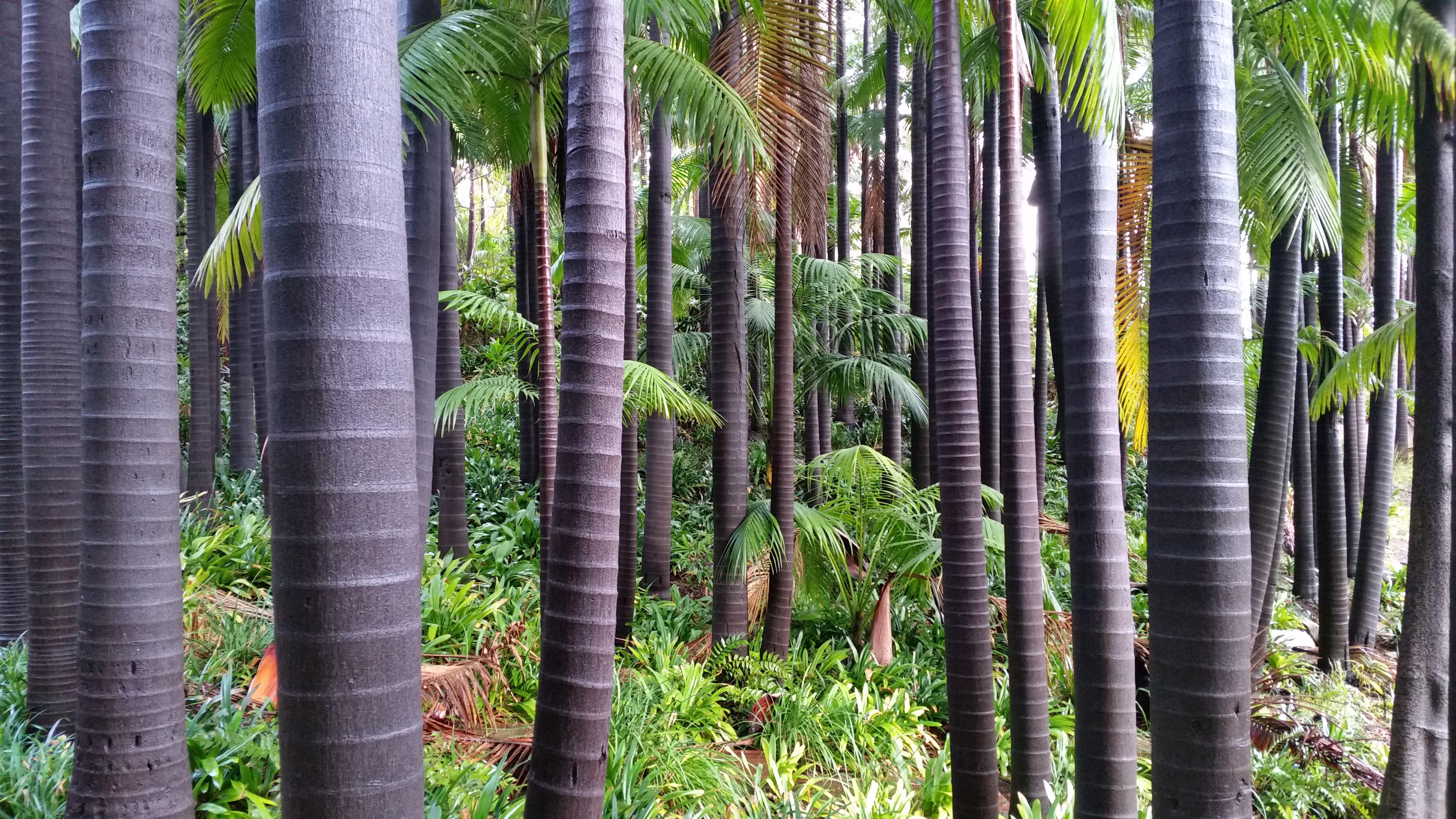 palm-forest