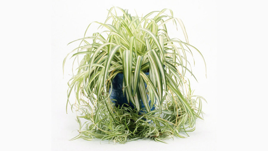 spider-plant