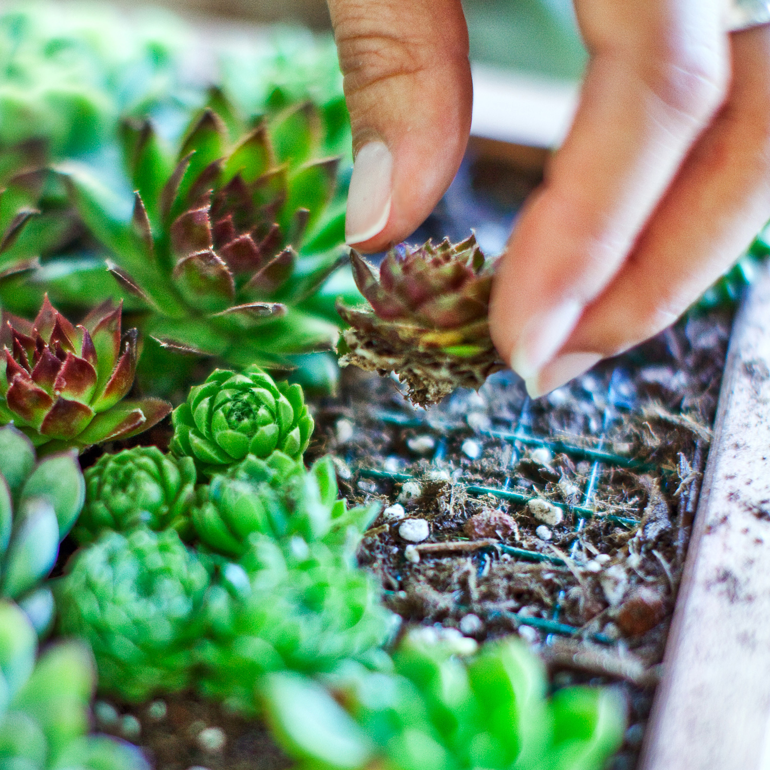 Succulent and Cactus Cutting