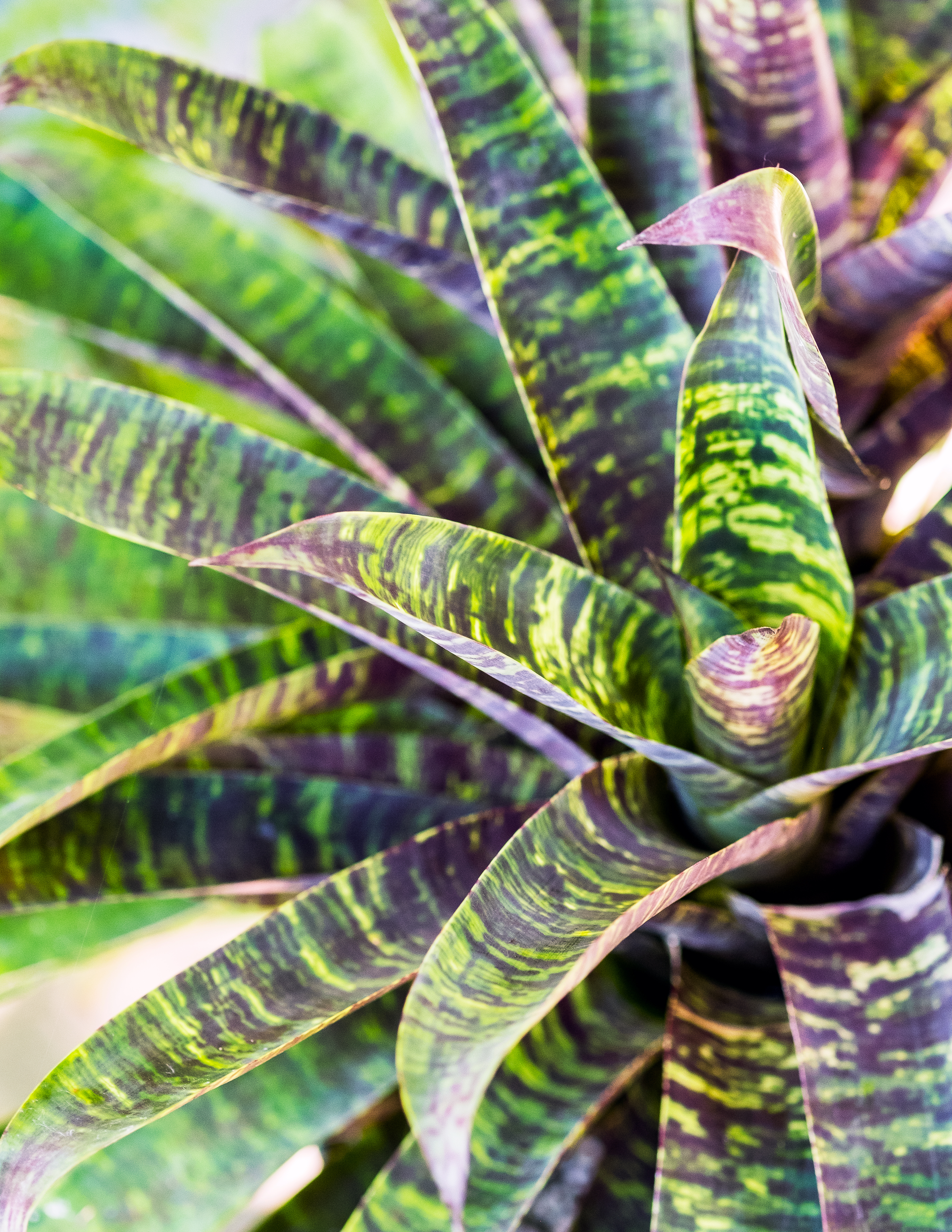 bromeliads