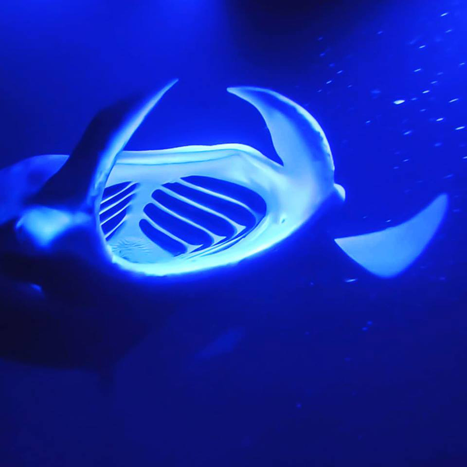 big-island-wildlife-up-close