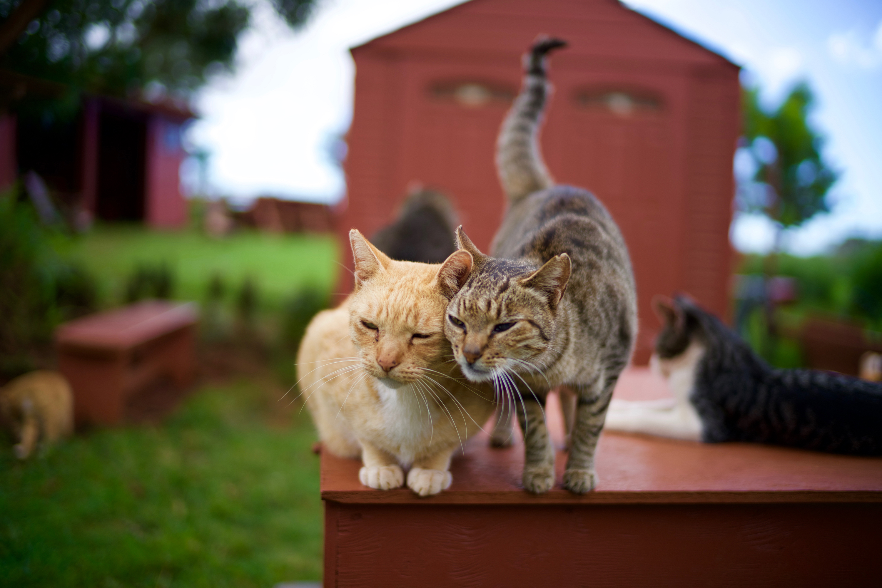 lanai-fun-with-felines