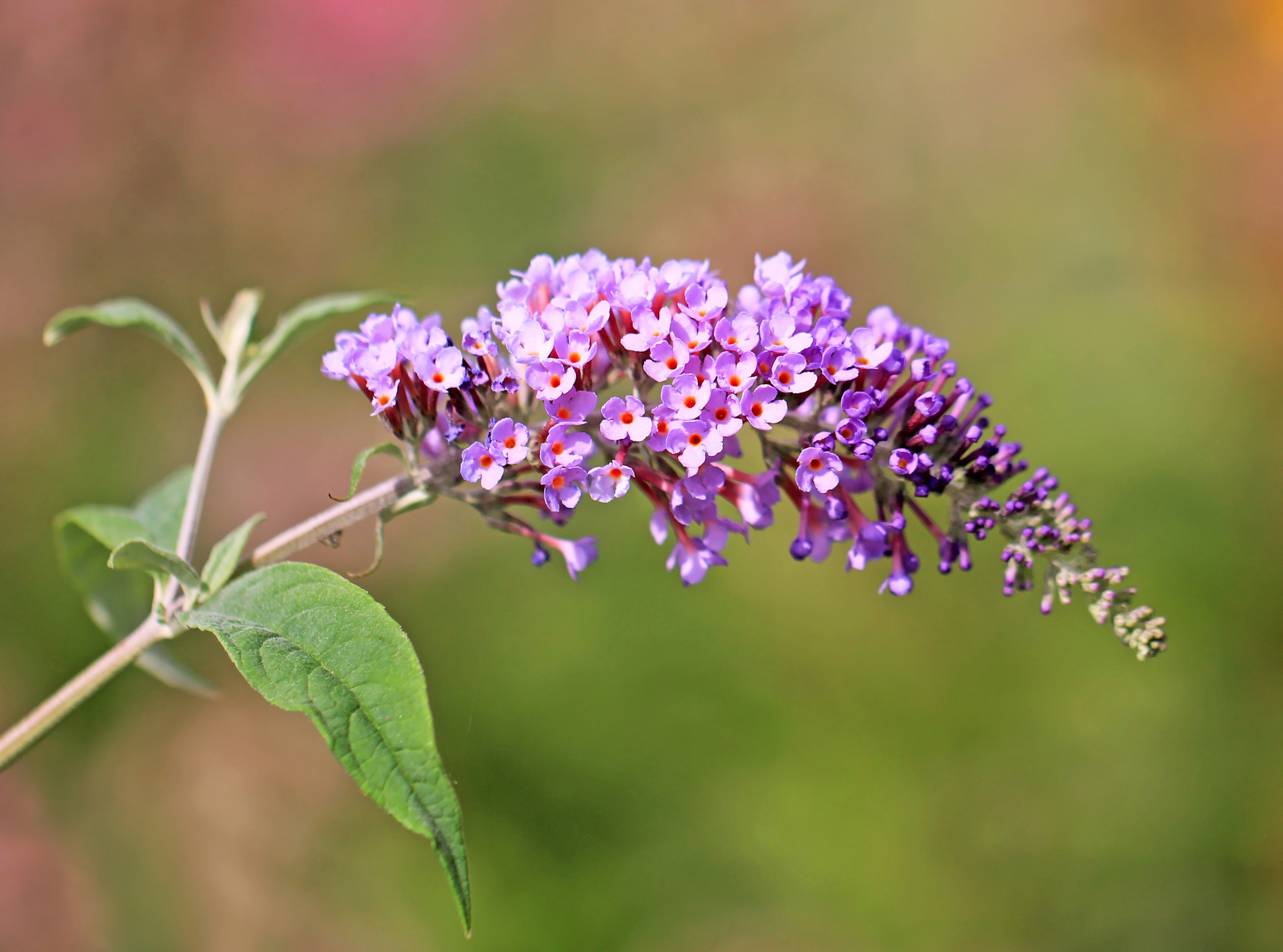 butterfly-bush