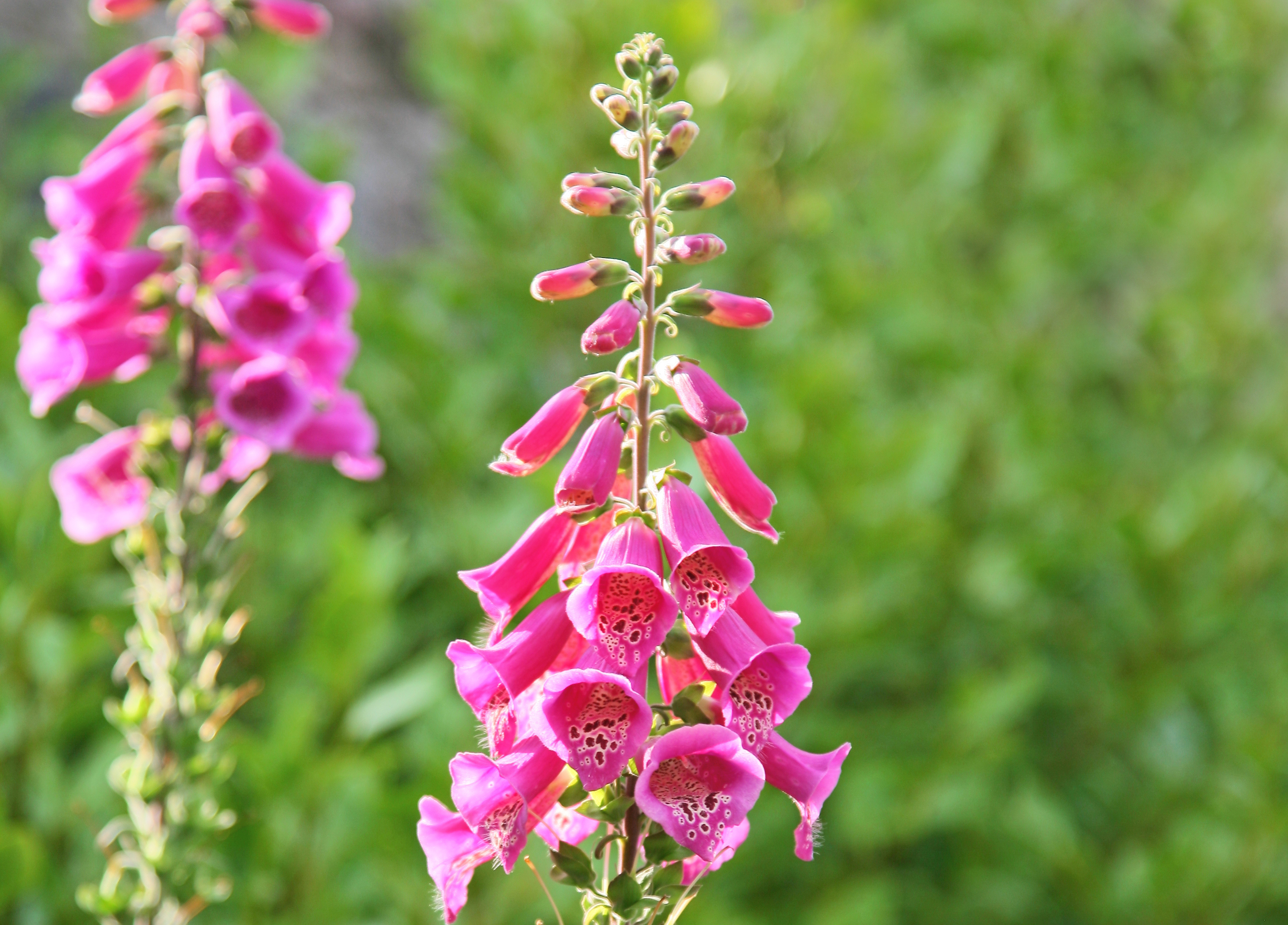 common-foxglove