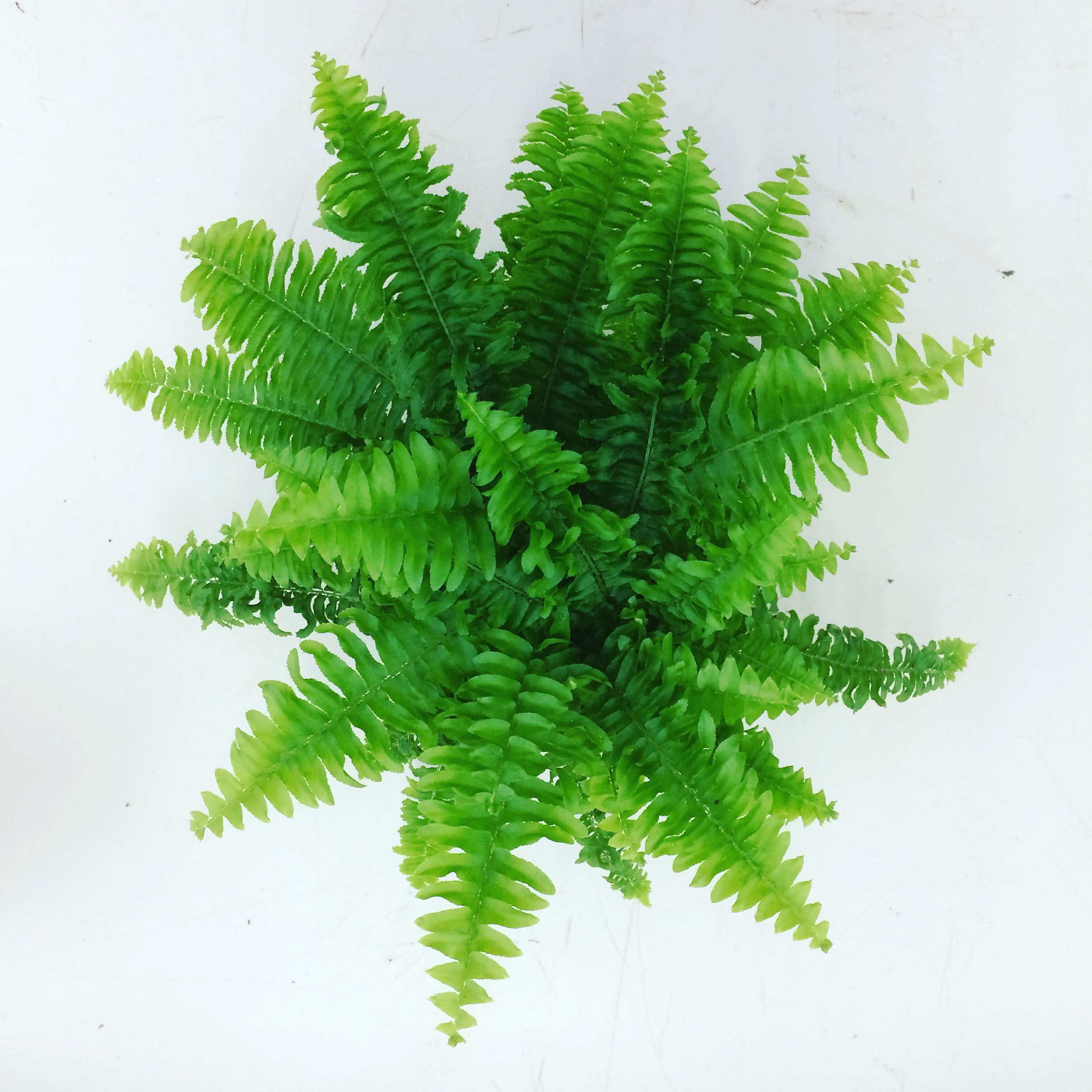 boston-fern
