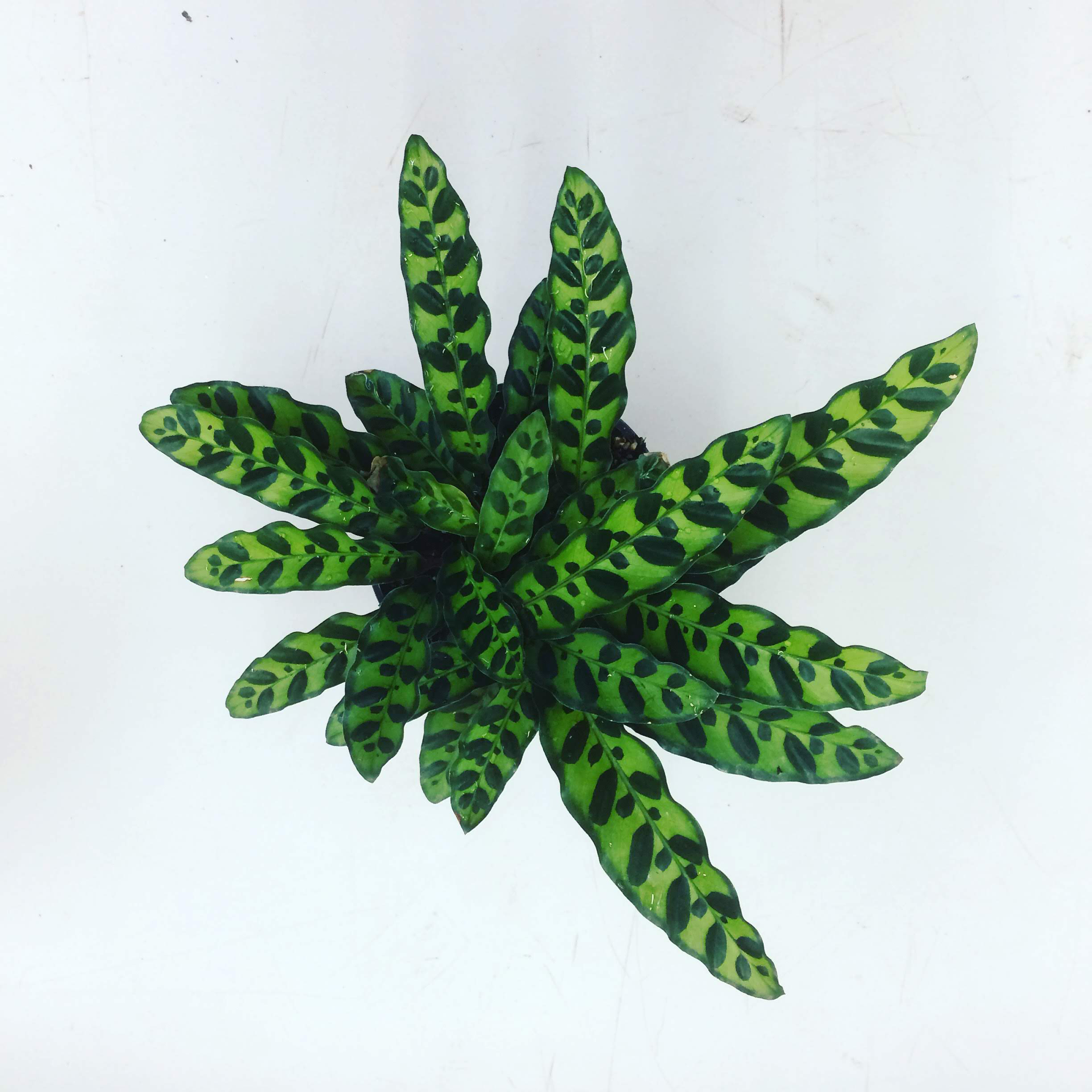 calathea-concinna