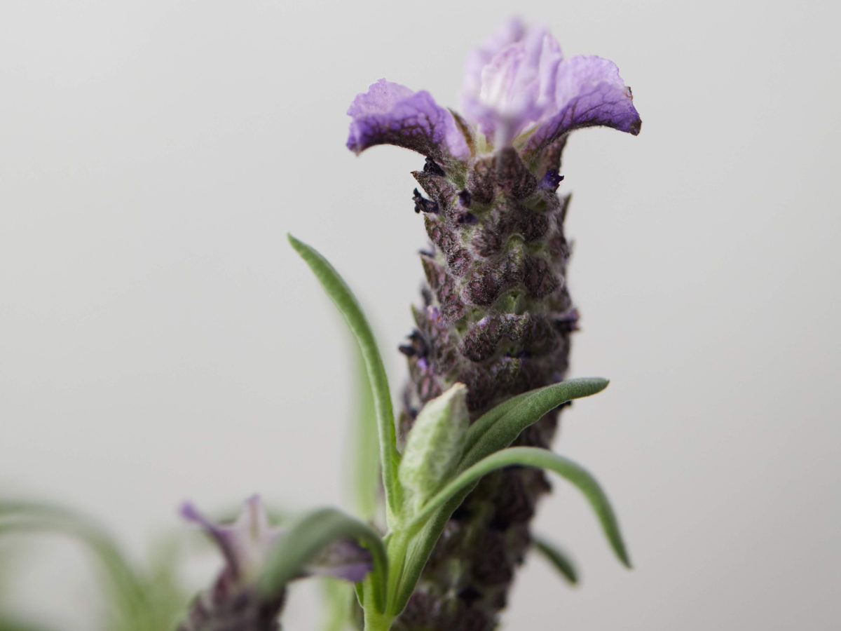 Potted Lavender