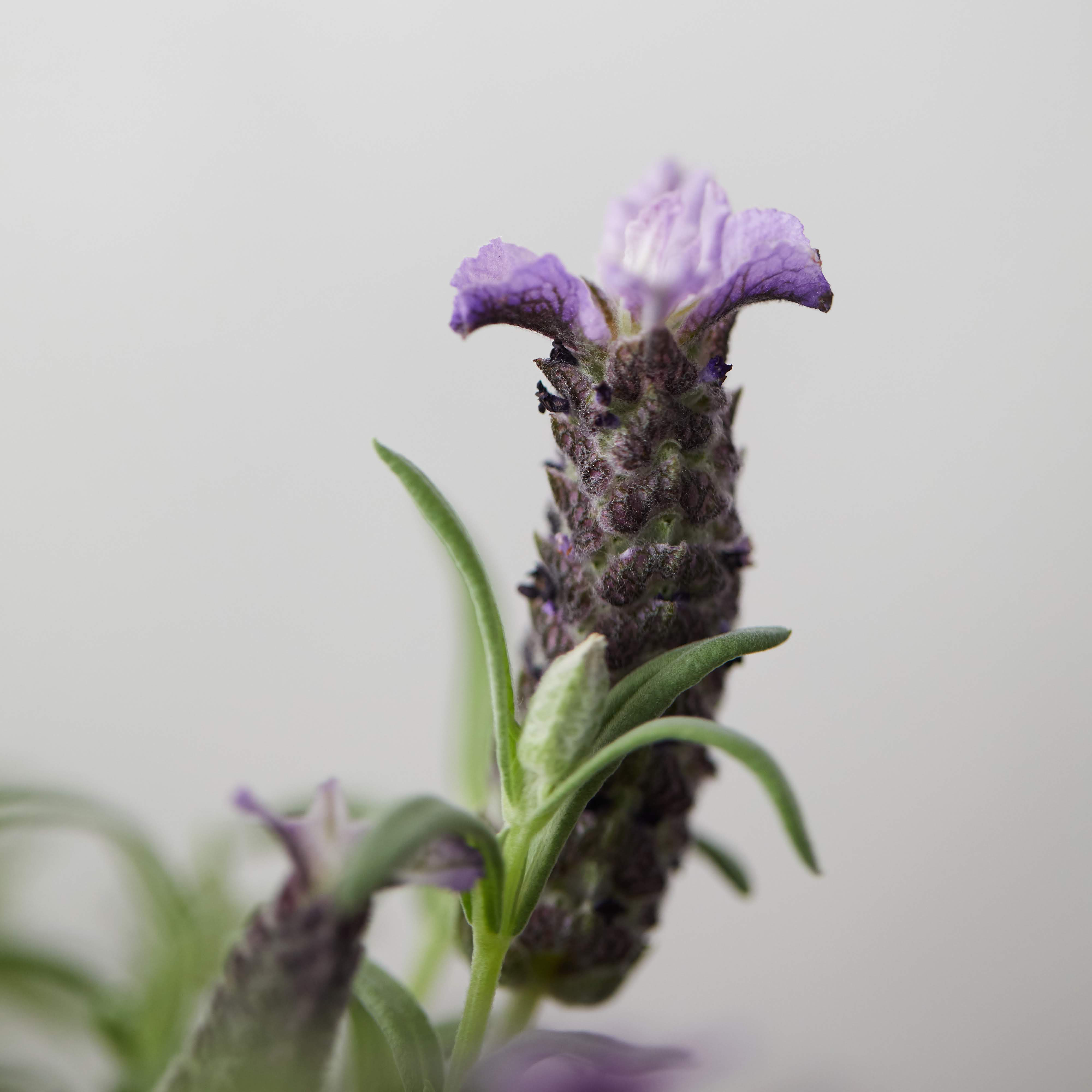 potted-lavender