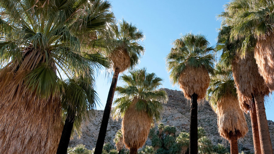 joshua-tree-national-park-ca