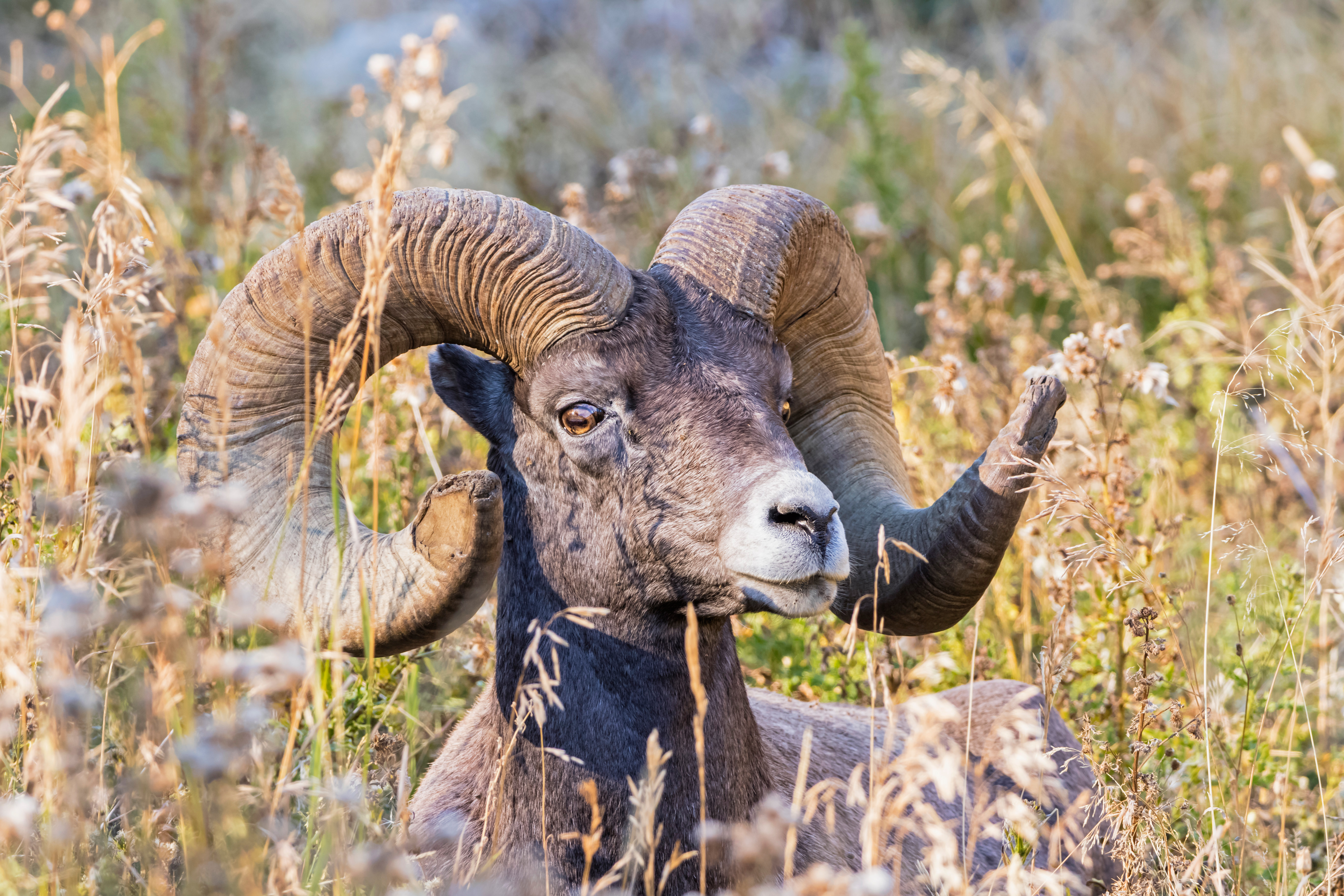 yellowstone-national-park-wy