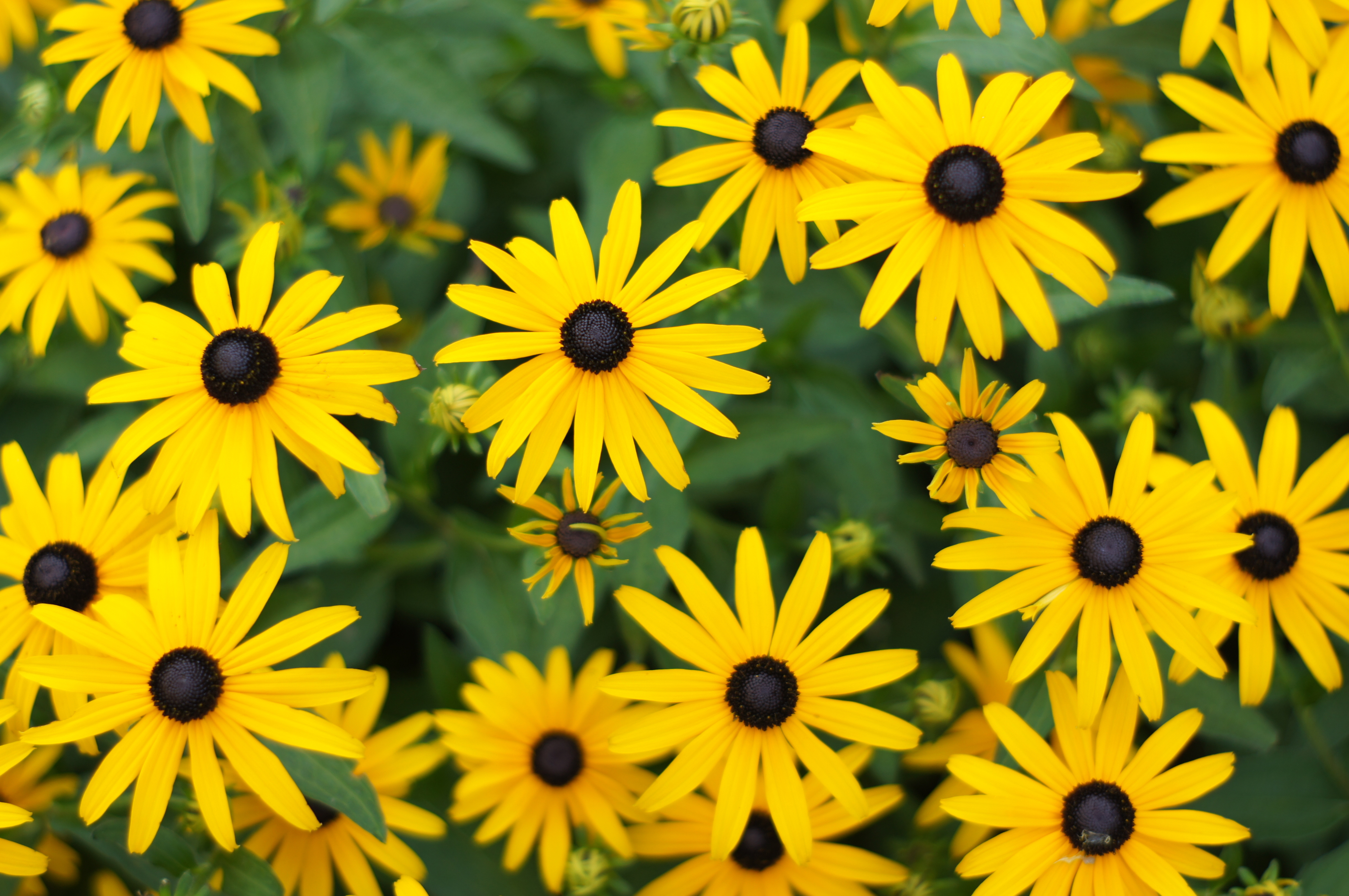black-eyed-susan